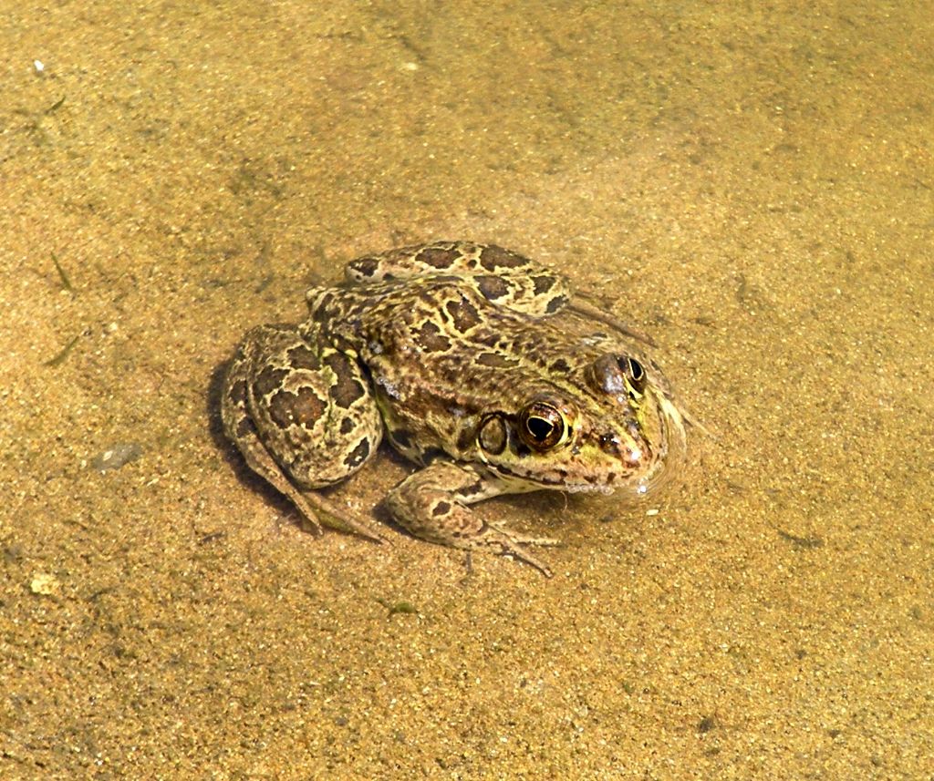 ID  prego - Pelophylax sp. (Corf/Krkyra)